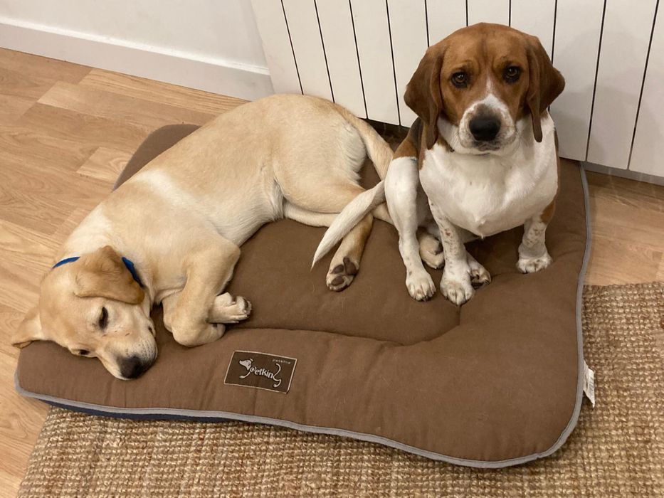 Cães ( Labrador e Beagle)