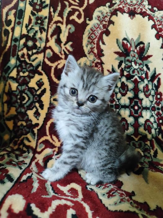 Шотландські кошенята