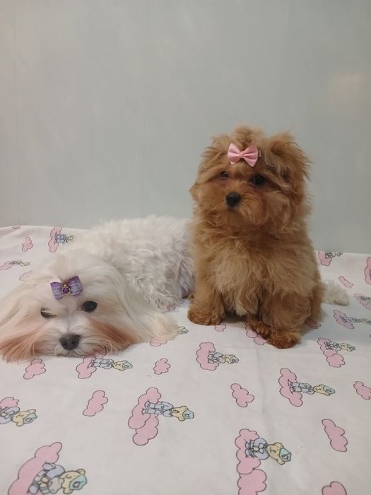 Дивченка симпатюлька