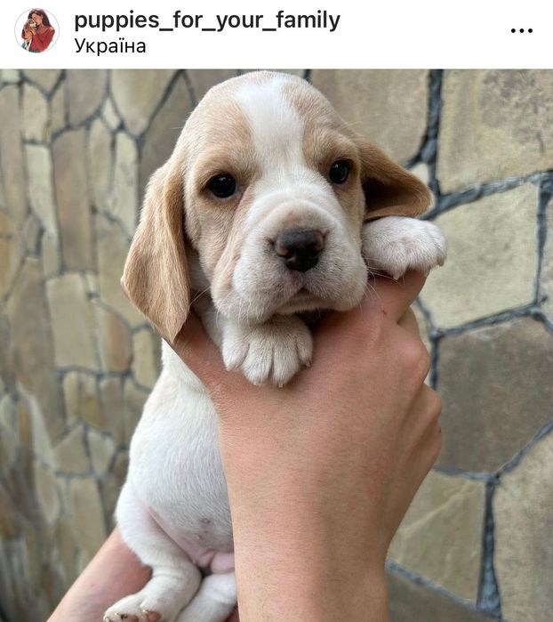 Вільні цуценята Бігль! Доставка по світу, повний пакет документів!