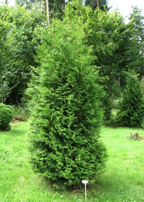 Туя західна брабант.Ялівець звичайний