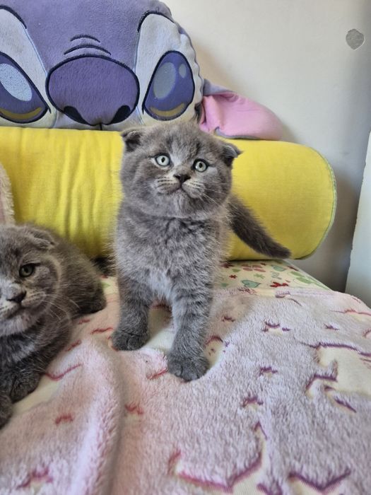 Macho Scottish Fold