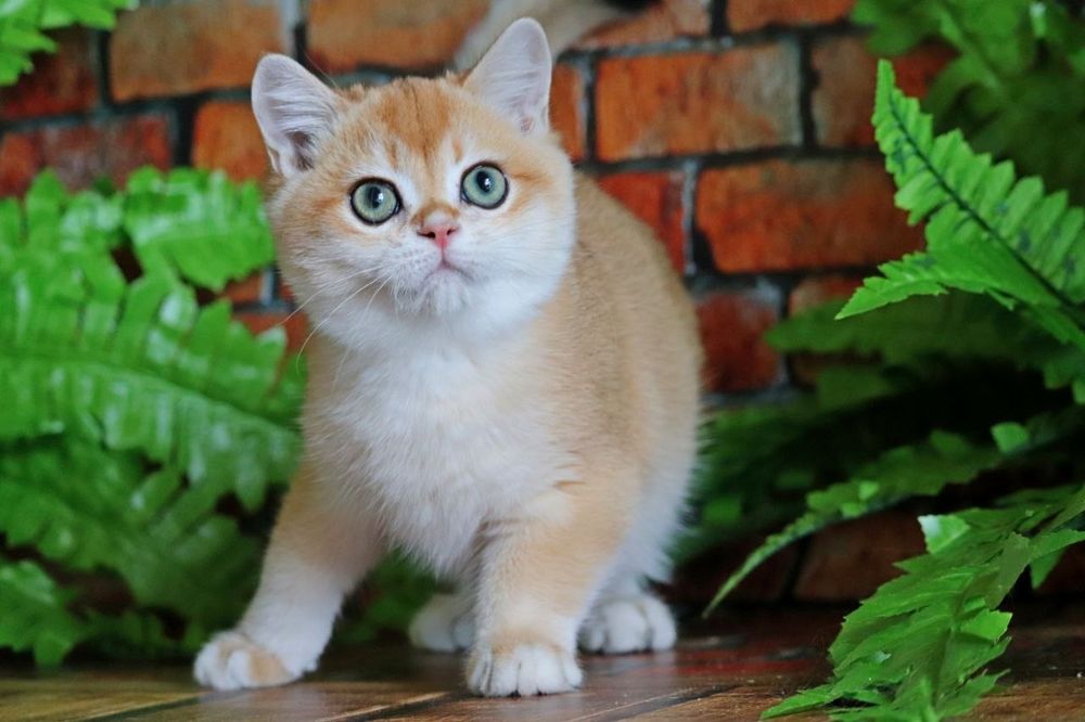 Неймовірно гарний хлопчик золота шиншила