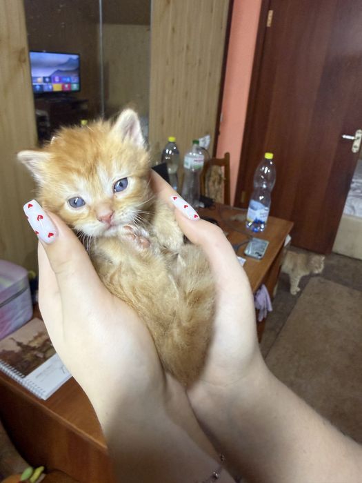 Скотишь страйт котенок