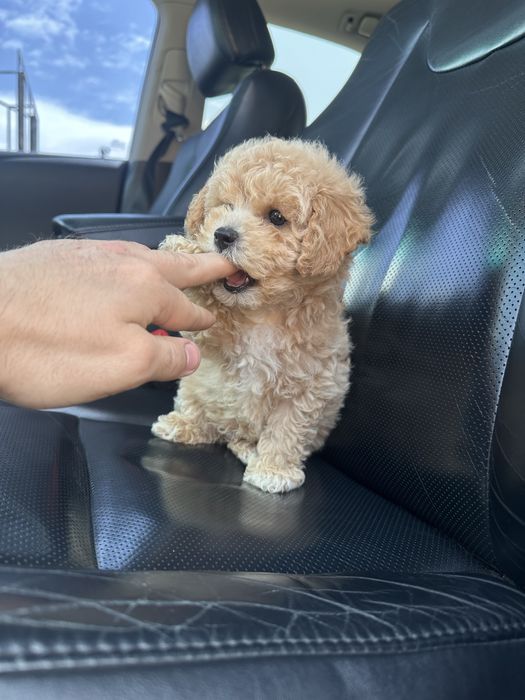 Меленька дівчинка мальтипу