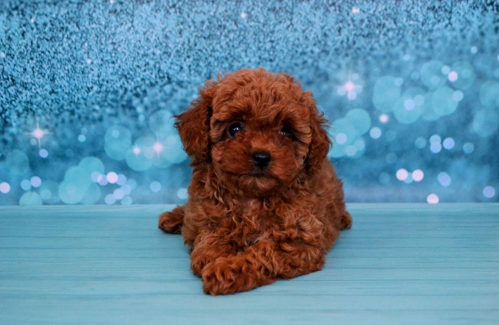 Цуценята той пудель Ред Браун