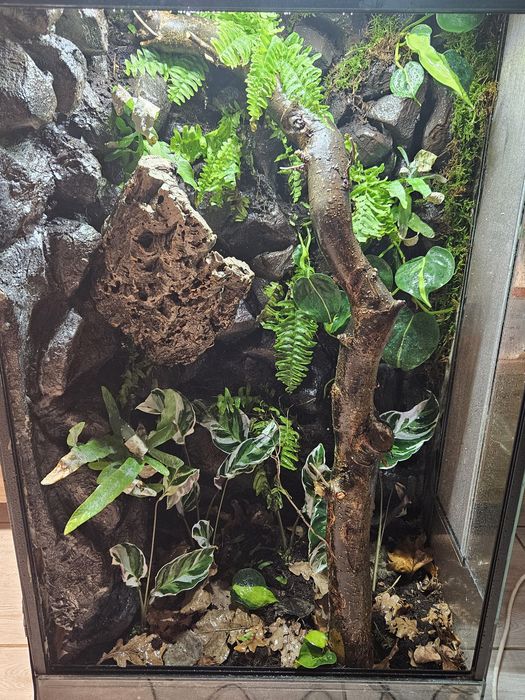 Terrarium tropikalne 60x40x100 powiększona wentylacja kameleon