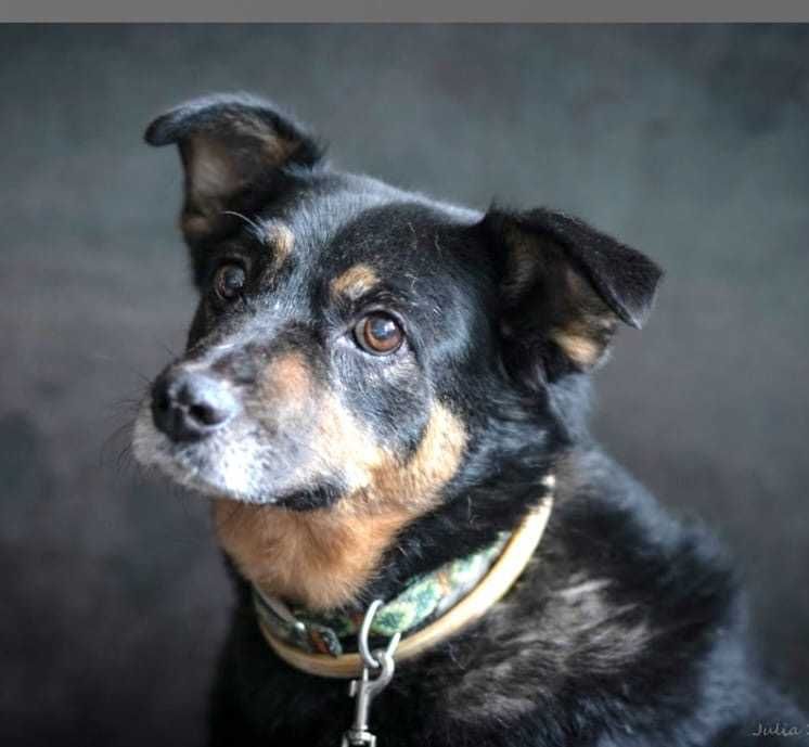 BOJAMEK cichutki , delikatny, przeprasza że żyje