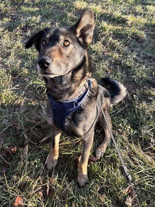 Lupa - 1 rok, roczna suczka ze schroniska