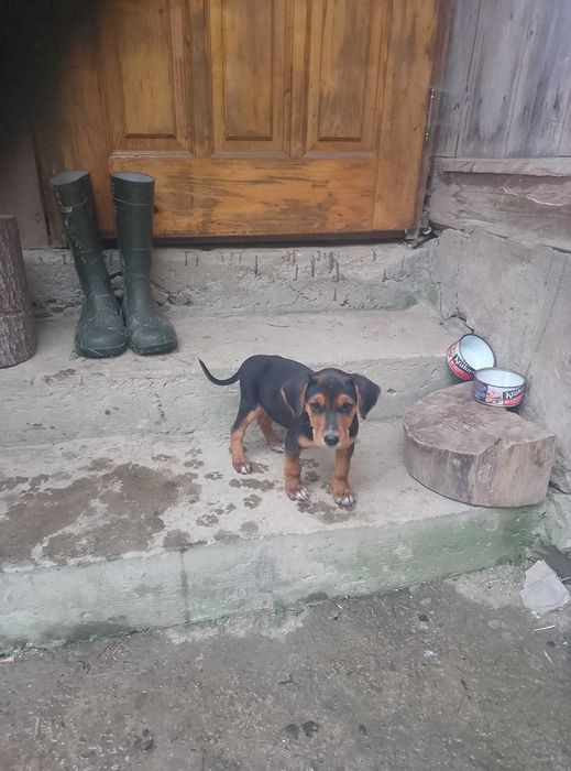 Продам собаку руська гонча