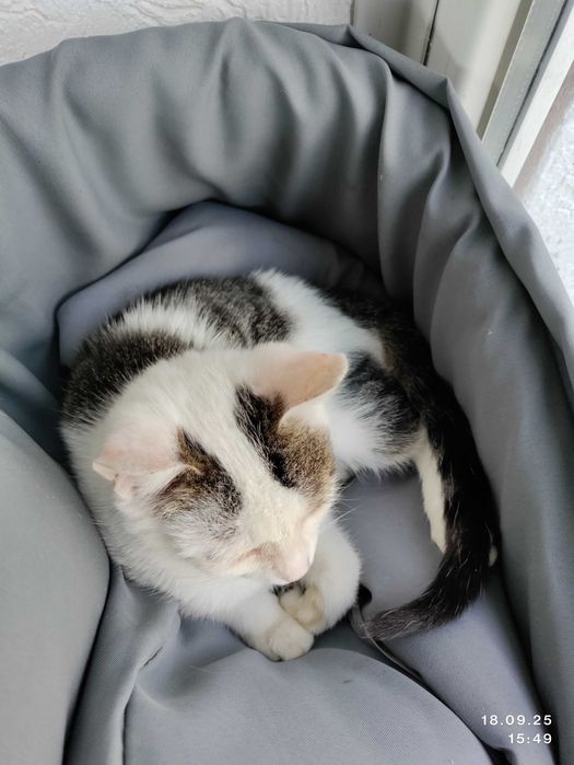 Віддаємо грайливе кошеня