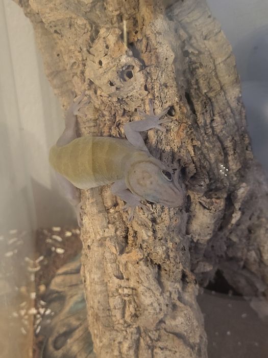 Gekon złocisty badenii terrarium