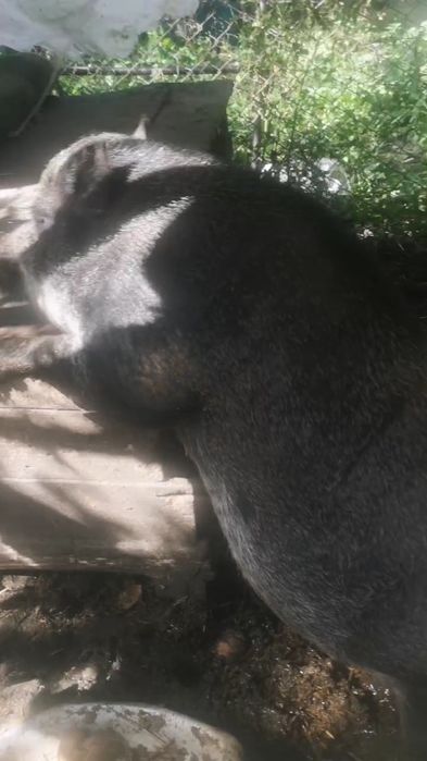 Продаєм Свиню Кабан