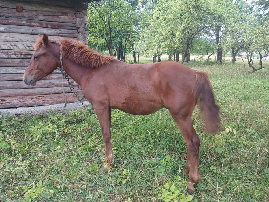 Продам лоша вік один рік
