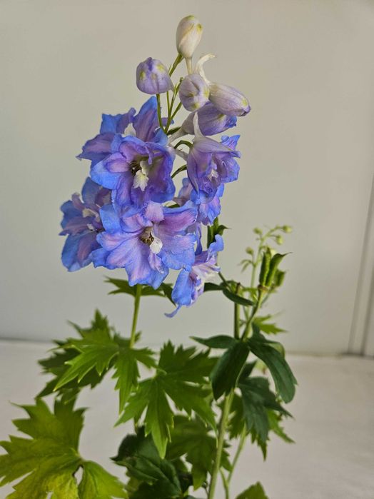 Ostróżka niebieska Sky Blue 45cm C1,5 – bylina ogrodowa + nawóz gratis