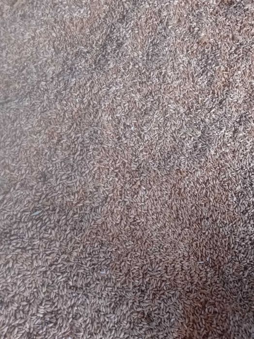 Sprzedam pszężyto ozime