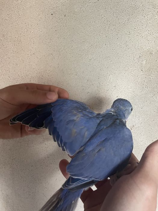 Ring neck VIOLETA muito MEIGO