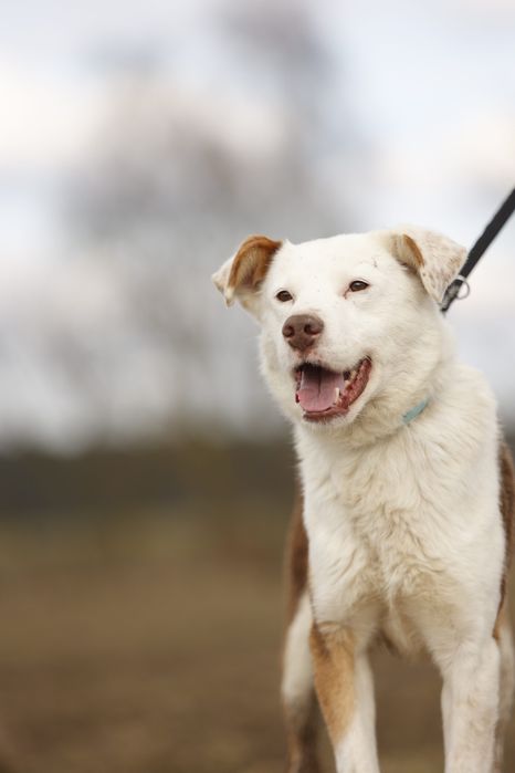 Uroczy Oreo pilnie szuka domu