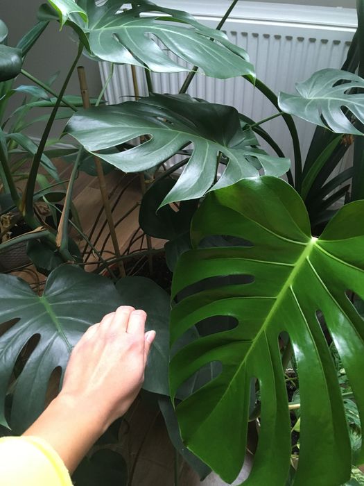 Monstera XL ponad 100 cm z donicą