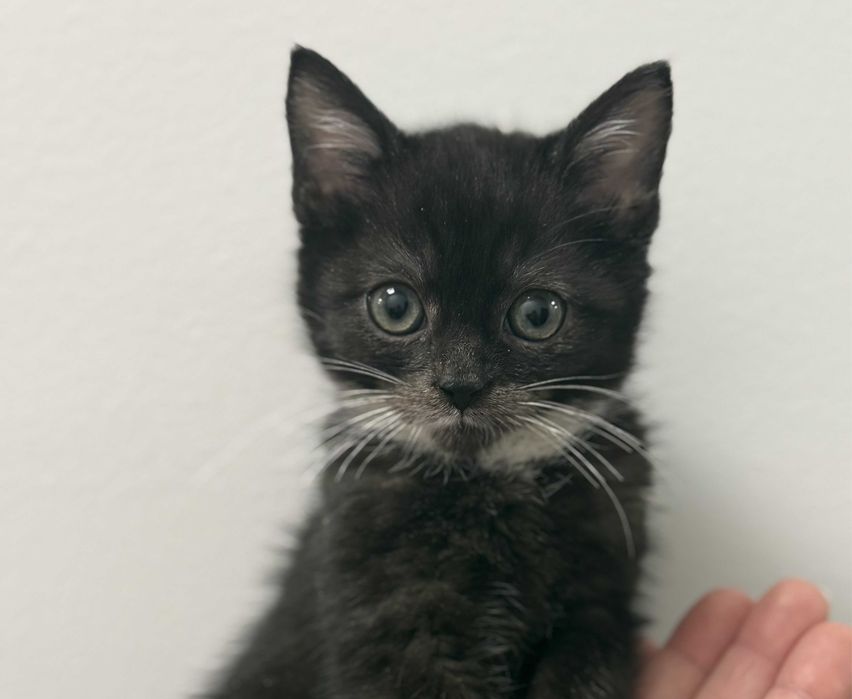 Pan Ping - koci wulkan energii i radości do adopcji!