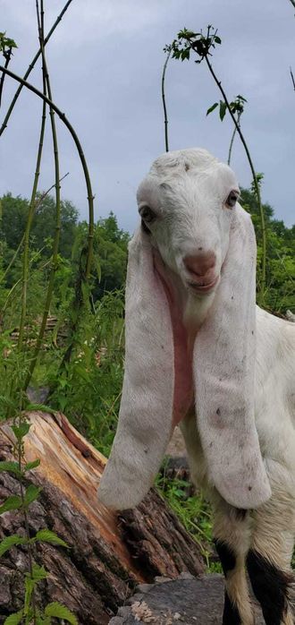 Козочка гулабі 100% шукає нову родину