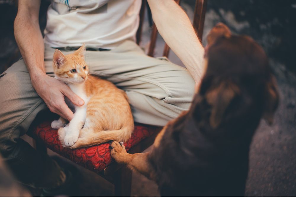 Кіт, кішка, кот, кошка