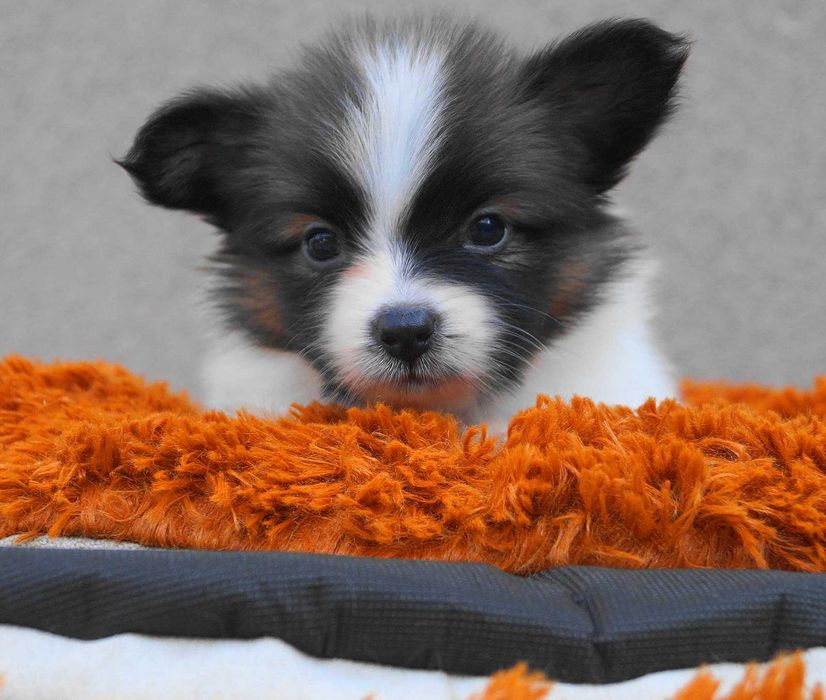 папильон малыш мальчик