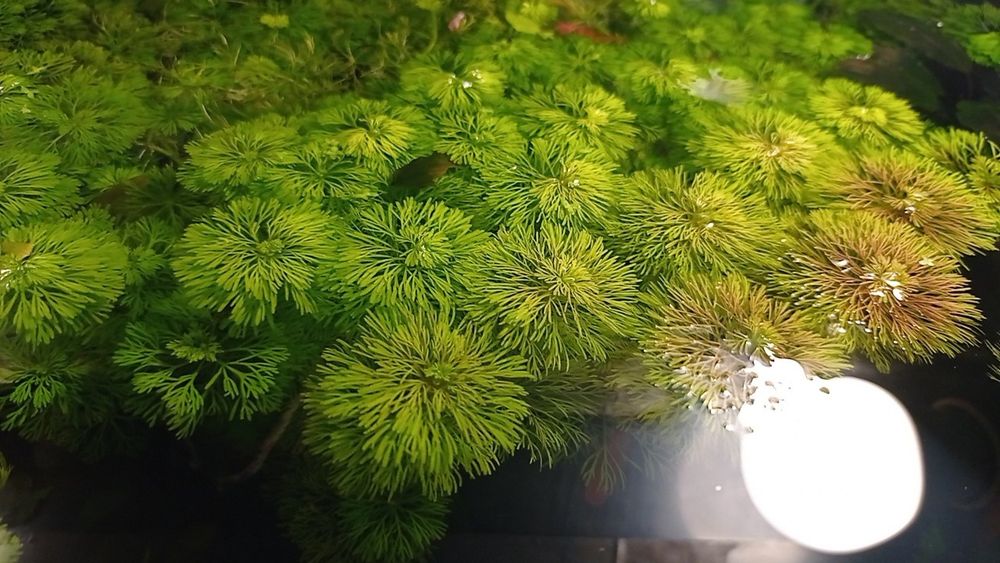 Акваріумні рослини