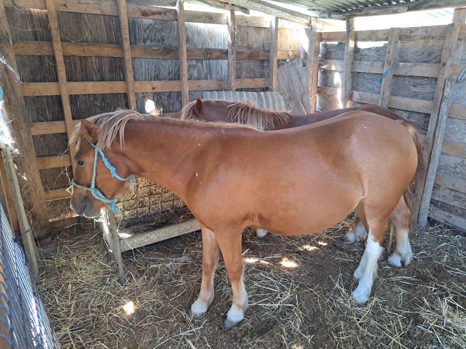 2 Garranas com 3 Anos