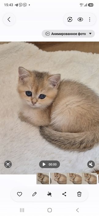 Шотландськи дiвчатка,золота шиншилла та хлопчик золотийй табби
