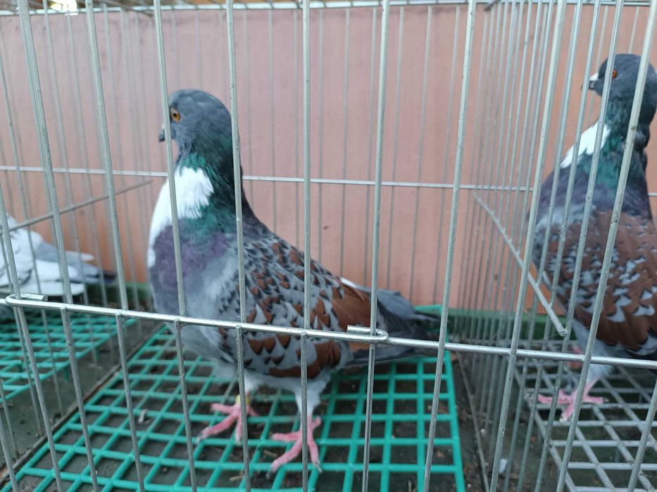 Koszua golębie ozdobne