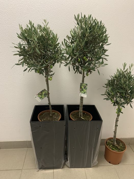 Оливкове дерево вис 1 , 40