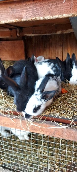 Króliki młode sprzedam