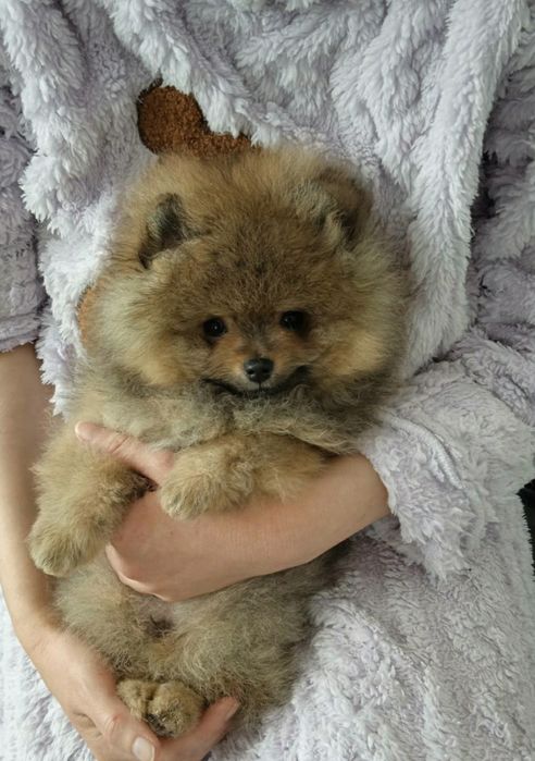 Шпіц цуценята КСУ документи