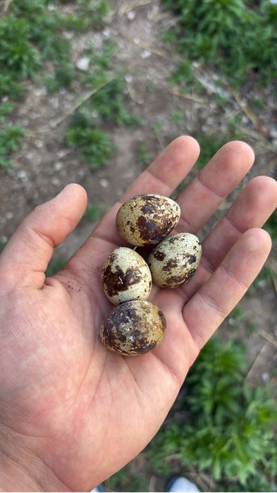 12 ovos de Codorniz