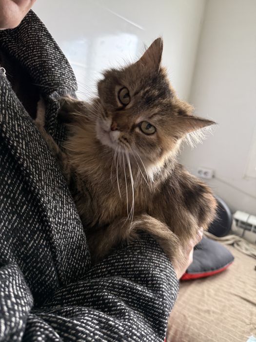 Кішка шукає дім з притулку в добрі руки кошка