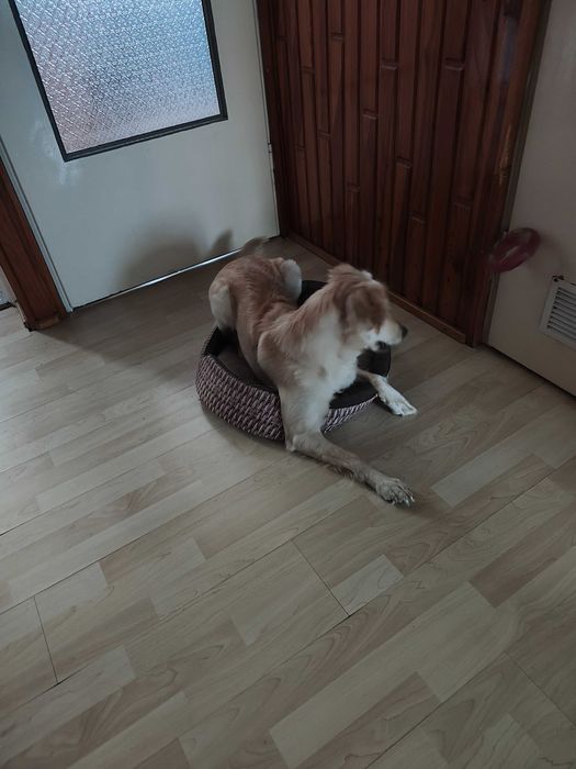 Pies o imieniu Daisy, miły i przyjazny dla każdego