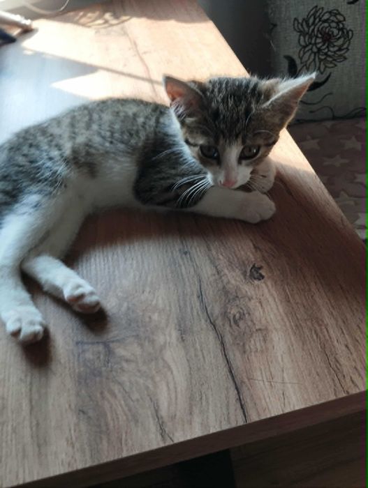 Simba kocurek i Nala kociczka do adopcji