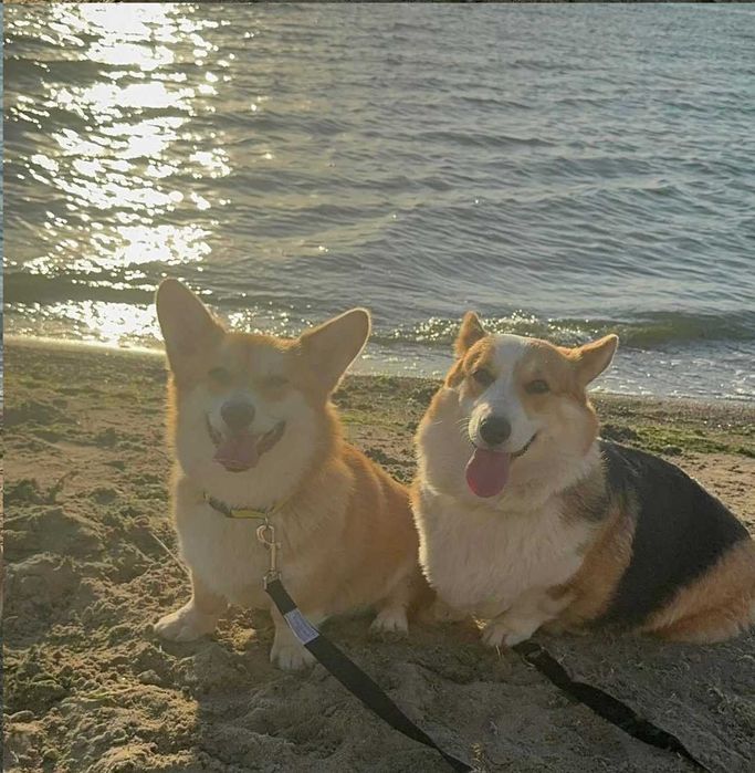 Цуценята коргі. Вік 2 міс.