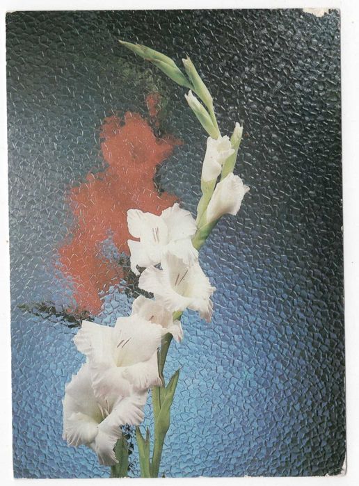 Pocztówka Mieczyki Gladiolus fot. D. Kindrova ZSRR 1986 PRL Z obiegu
