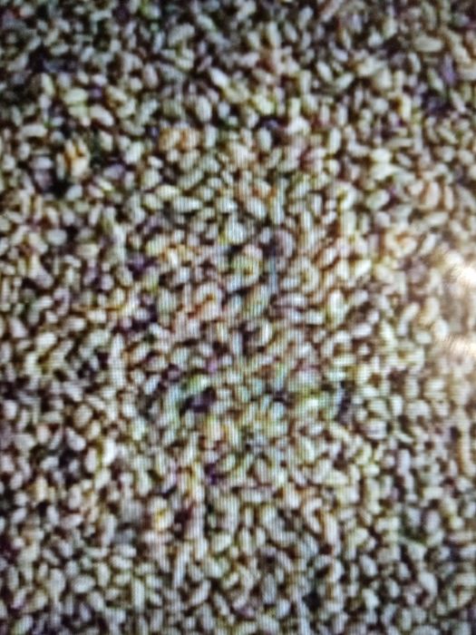 Продам семена люцерны и Овёс. Суданка  Кукуруза