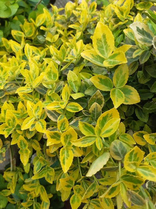 Гортензія  аконіт анемон  багаторічники