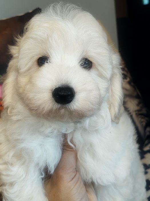 Śliczny piesek Maltipoo