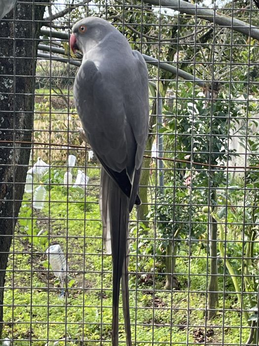 Ring necks adultos varias cores e mutacoes