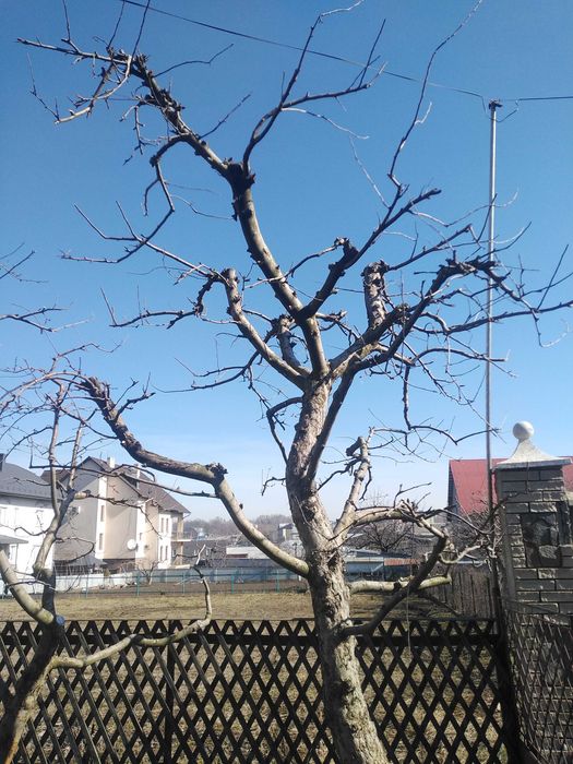 Обрізка плодових дерев, а також декоративних