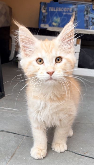 Maine coon - kocurek Yoda
