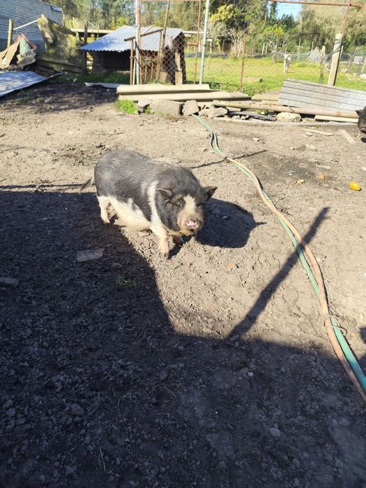 Vendo duas porcas vietnamitas