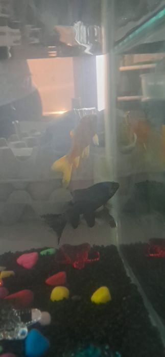 RESERVADOS Oferta/Doação: 2 Peixes de Água Fria (Zona de Coimbra)