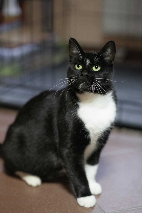 Delikatna kotka PINI szuka domu