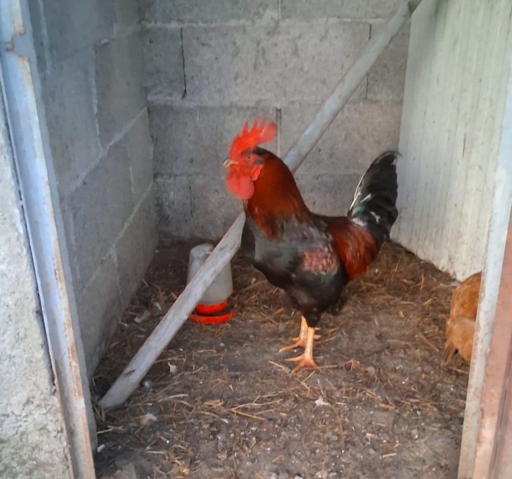 Galos vermelhos para venda